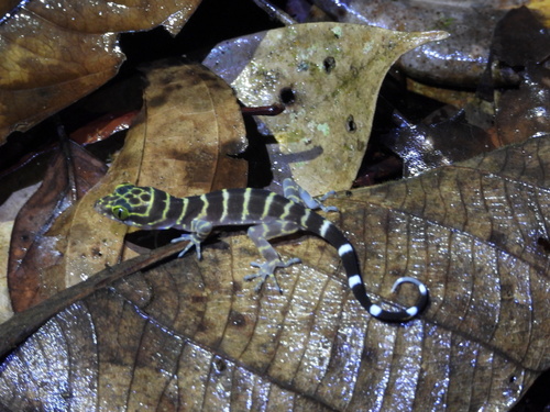 Cyrtodactylus consobrinus observed 2026-07-23