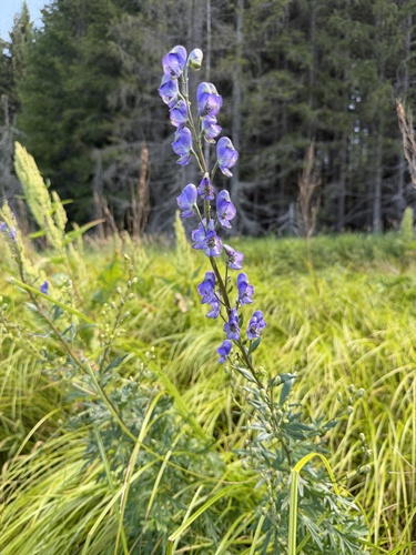 Aconitum plicatum, photograph 4