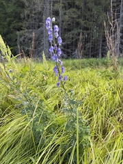 (c) Katrin Simon, some rights reserved (CC BY) Aconitum plicatum, photograph (c) Katrin Simon, some rights reserved (CC BY)
