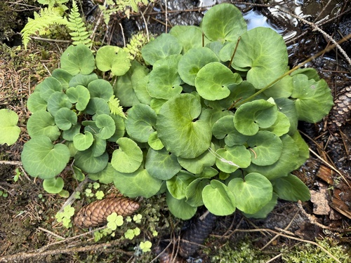 Soldanella montana, photograph 1