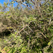 Acacia horrida
