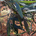 Acacia melanoxylon