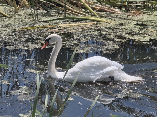 Mute Swan