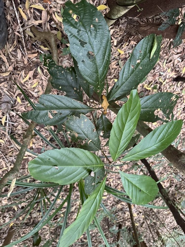 Rockinghamia angustifolia observed 2026-08-14