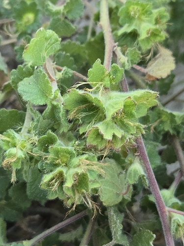 Acalypha monostachya, photograph 3