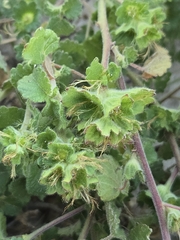 author not stated, no rights reserved Acalypha monostachya, photograph author not stated, no rights reserved