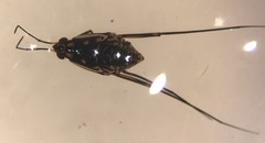 Trepobates subnitidus