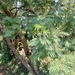 Acacia decurrens
