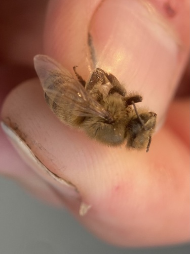 Western Honey Bee