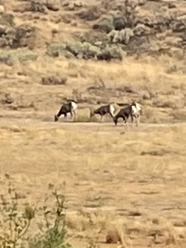 Rocky Mountain Bighorn Sheep