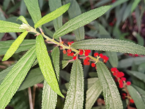 Debregeasia longifolia observed 2026-08-14