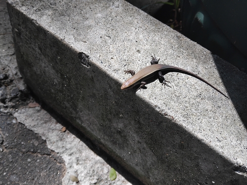 Sri Lanka Bronze Skink