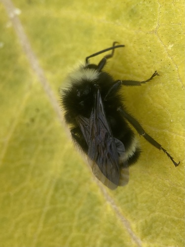 Yellow-faced Bumble Bee
