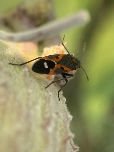 Western Small Milkweed Bug