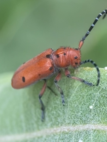 Red-femured Milkweed Borer