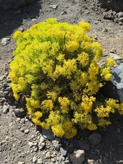 Bethencourtia palmensis