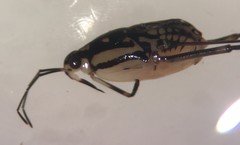 Trepobates subnitidus