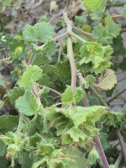 author not stated, no rights reserved Acalypha monostachya, photograph author not stated, no rights reserved