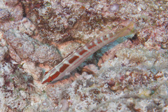 Coris dorsomacula