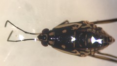 Trepobates subnitidus