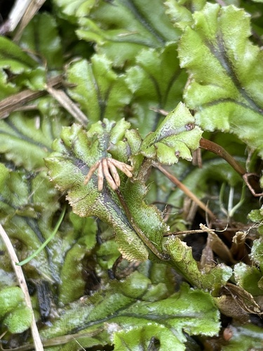 Common Liverwort