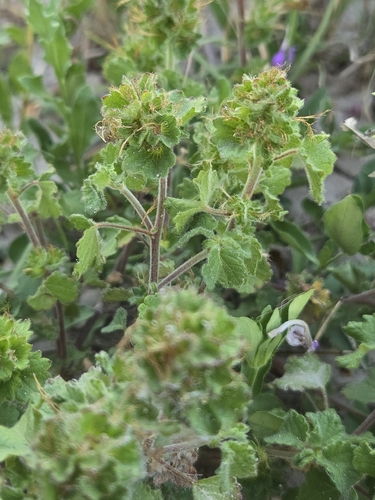 Acalypha monostachya, photograph 5
