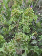 author not stated, no rights reserved Acalypha monostachya, photograph author not stated, no rights reserved