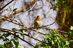 Erithacus rubecula