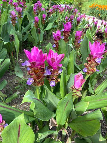 Curcuma alismatifolia