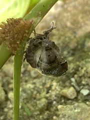 Clydonopteron sacculana