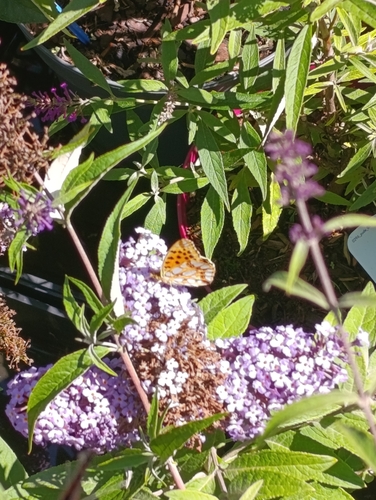 Queen of Spain Fritillary