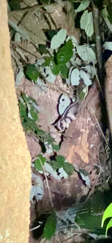 Striped Possum (picata)