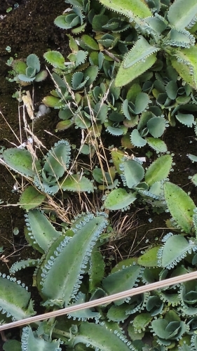 Mother of Thousands