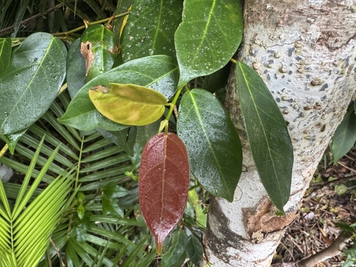 Ficus pantoniana observed 2026-08-13