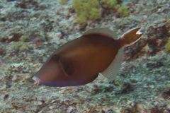 Sufflamen chrysopterum