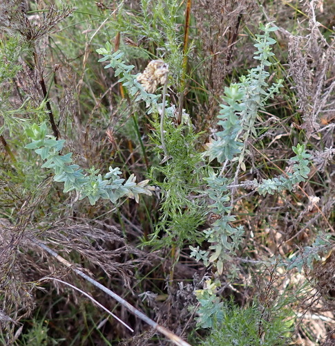 Helichrysum cymosum, photograph 3