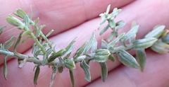 Helichrysum cymosum, photograph (c) Nicola van Berkel, some rights reserved (CC BY-SA)