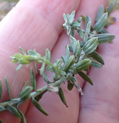 Helichrysum cymosum, photograph (c) Nicola van Berkel, some rights reserved (CC BY-SA)