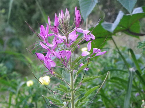 Spider flower