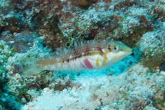 Halichoeres nebulosus