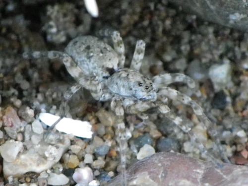 Venatrix arenaris