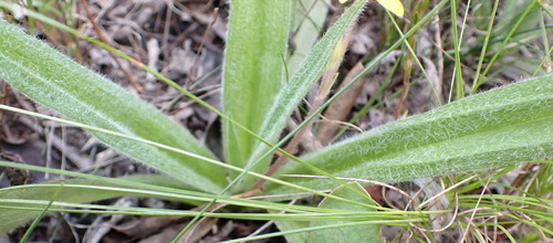 Hypoxis sobolifera, photograph 1
