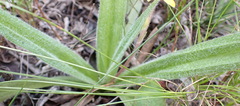 Hypoxis sobolifera, photograph (c) Nicola van Berkel, some rights reserved (CC BY-SA)