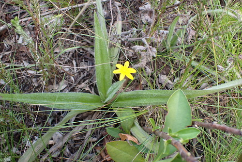 Hypoxis sobolifera, photograph 4