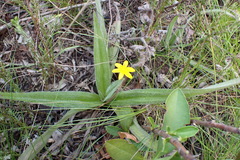 Hypoxis sobolifera, photograph (c) Nicola van Berkel, some rights reserved (CC BY-SA)