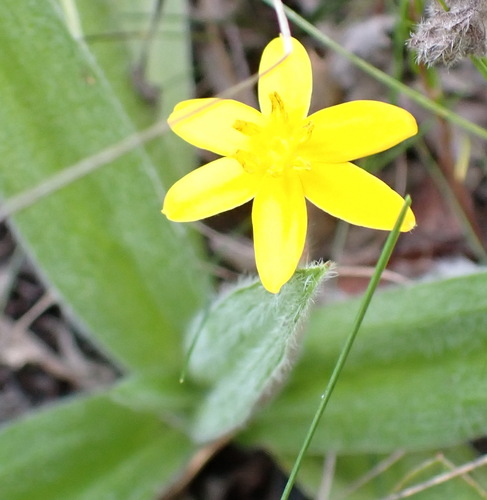 Hypoxis sobolifera, photograph 2