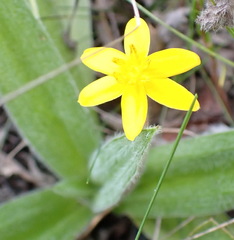 Hypoxis sobolifera, photograph (c) Nicola van Berkel, some rights reserved (CC BY-SA)