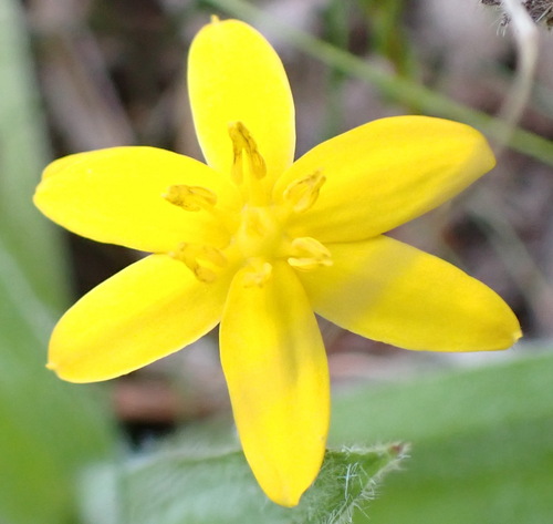 Hypoxis sobolifera