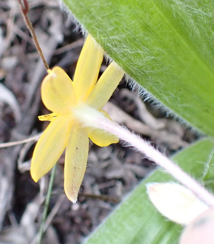 Hypoxis sobolifera, photograph 3