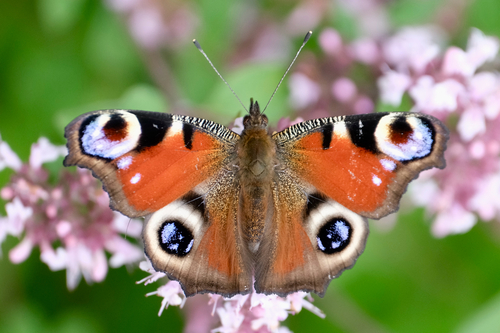 European Peacock Butterfly